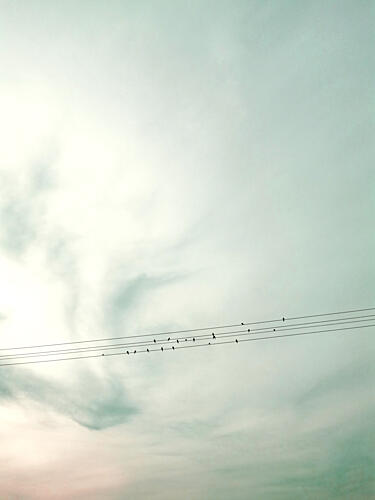 Birds on Wires Pastel Sky Art Print