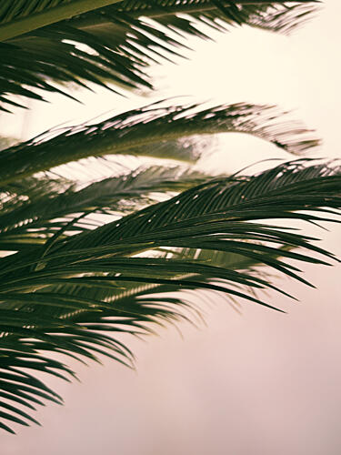 Soft Light Palms Art Print
