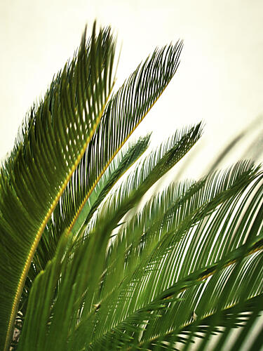 Green Palm Leaves Art Print