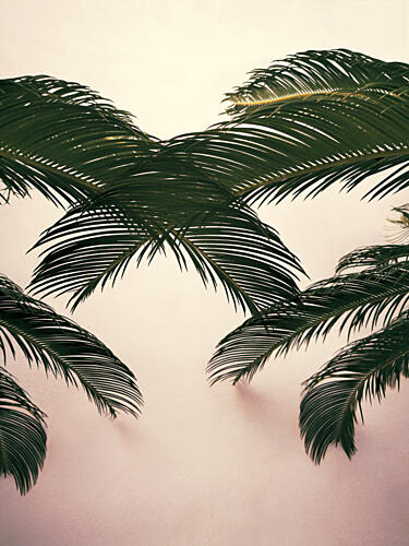Minimal Palm Leaves Art Print