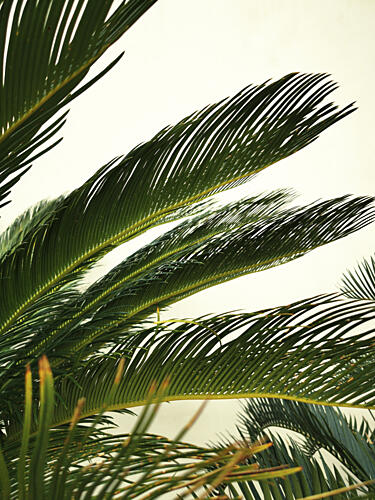 Vibrant Palm Fronds Art Print