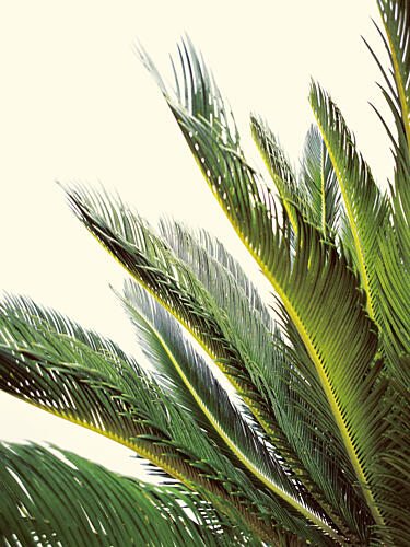 Vibrant Tropical Palm Fronds Art Print