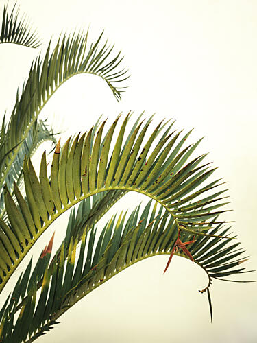 Organic Palm Leaves Art Print