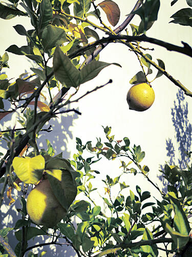 Sunlit Lemon Branches Art Print