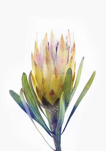 Golden Protea Bloom Art Print by Lila and Lola