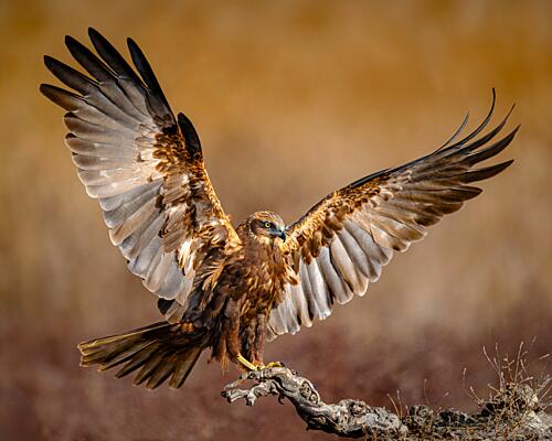 Majestic Raptor Landing Art Print by Ruzhdi Ibrahimi