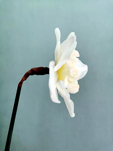 Soft White Daffodil Art Print