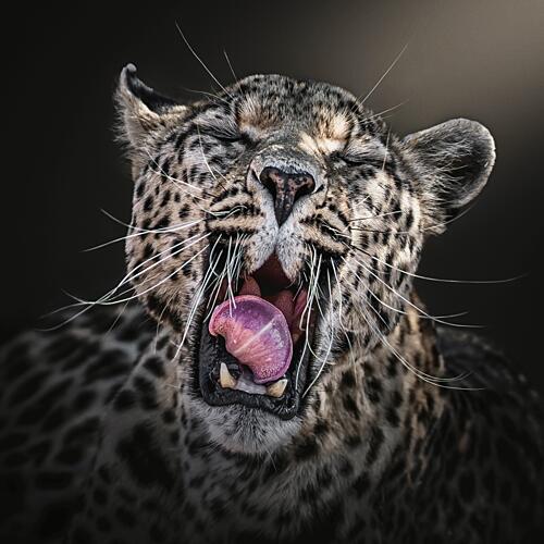 Majestic Leopard Yawning Art Print
