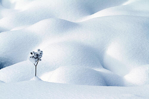 Solitary Snow Plant Art Print by Angelika Vogel