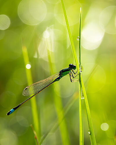 Damselfly on Morning Dew Art Print by Kohagi