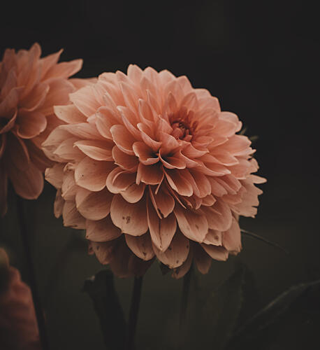 Soft Peach Dahlias Art Print by Photobycamillajohansson