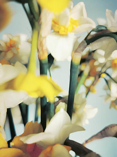Soft Spring Daffodils Art Print