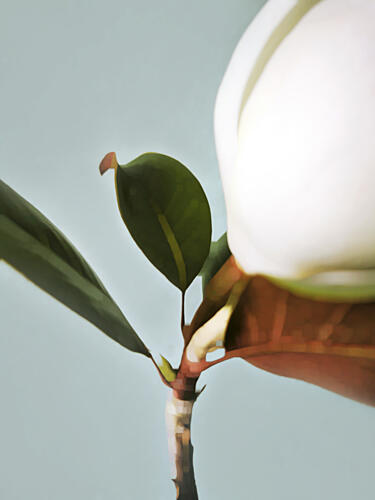 Growing White Flower Bud Art Print