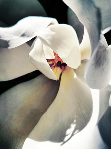 White Magnolia Bloom Art Print
