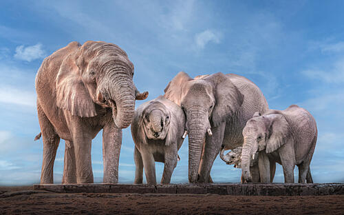 Elephant Family Safari Art Print