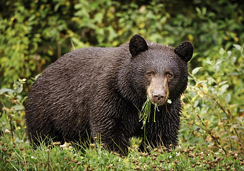 Wild Black Bear Foraging Art Print