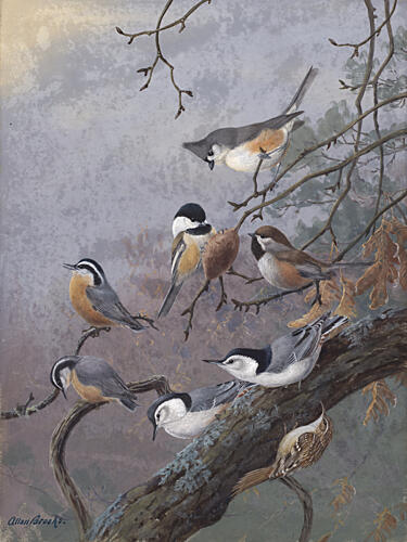 Bird Mix by Allan Brooks Art Print