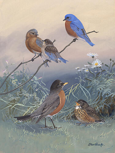 Bluebird, Robin by Allan Brooks Art Print by Allan Brooks