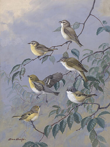 Vireos by Allan Brooks Art Print