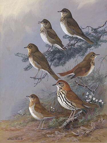 Thrush by Allan Brooks Art Print