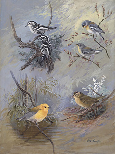 Warblers 002 by Allan Brooks Art Print