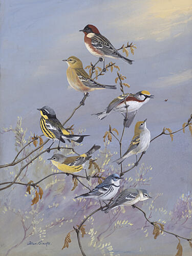 Warblers 001 by Allan Brooks Art Print