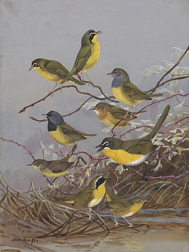 Warblers 003by Allan Brooks Art Print