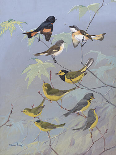 Warblers by Allan Brooks Art Print by Allan Brooks