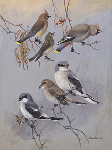 Waxwings by Allan Brooks Art Print