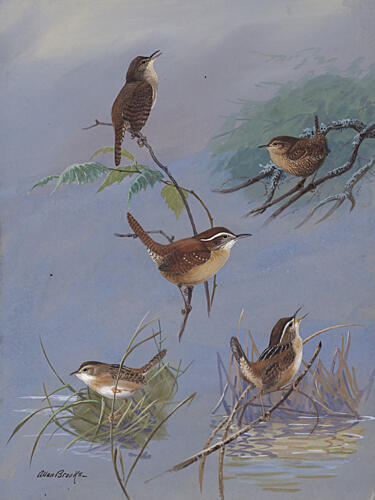 Wren by Allan Brooks Art Print by Allan Brooks