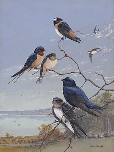 Swallows 002 by Allan Brooks Art Print