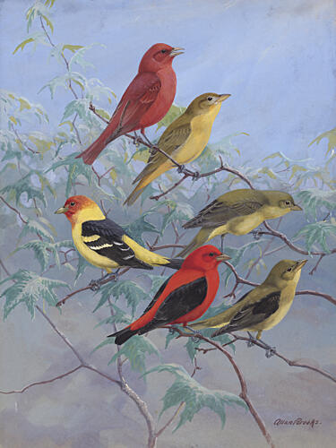 Tanagers by Allan Brooks Art Print