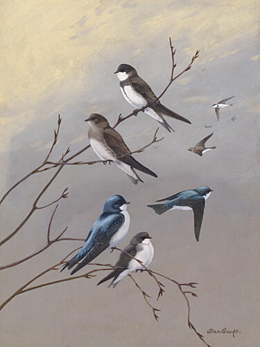 Swallow by Allan Brooks Art Print