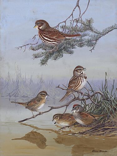 Sparrow by Allan Brooks Art Print by Allan Brooks