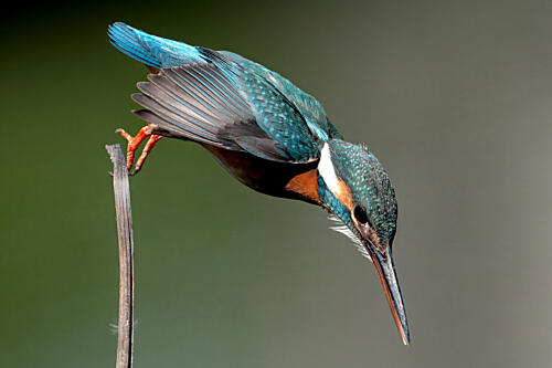 Vibrant Kingfisher Diving Art Print by Masahiko Moriwaki