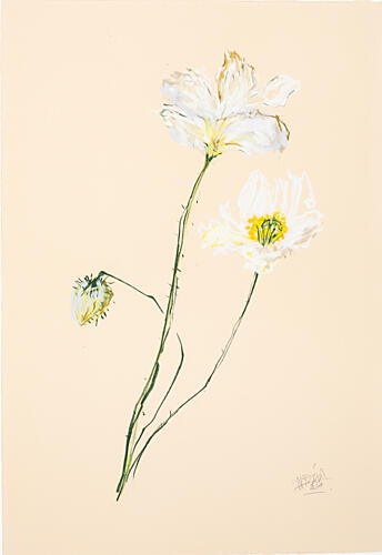 Delicate White Poppies Pop art reproduction