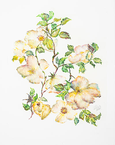 Soft White Rose Branches Art Print