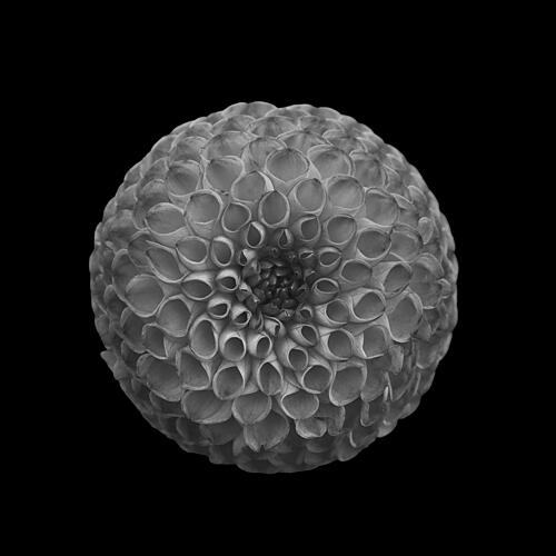 Monochrome Dahlia Bloom Art Print