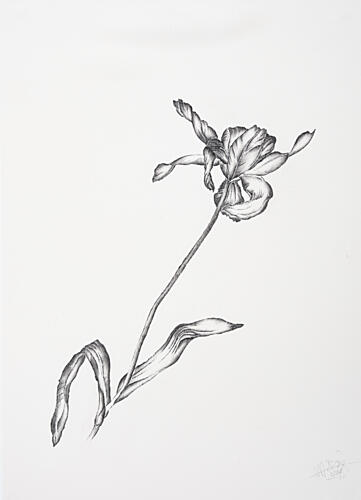 Delicate Flower Drawing Art Print by Mette Rix