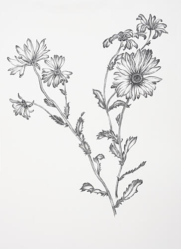 Flowering Wild Daisies Art Print