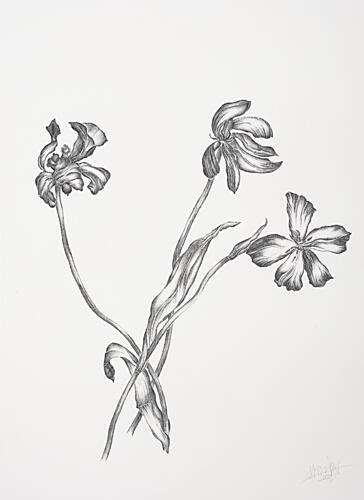 Delicate Botanical Drawing Art Print by Mette Rix