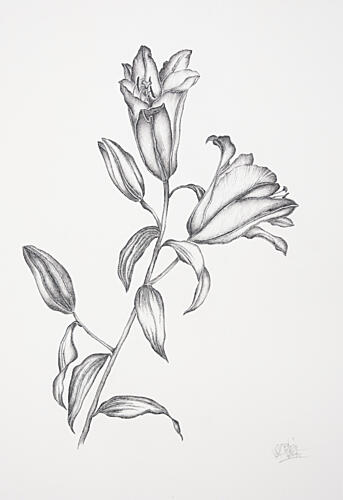 Elegant Lily Drawing Art Print