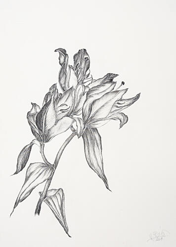 Elegant Lily Drawing Art Print