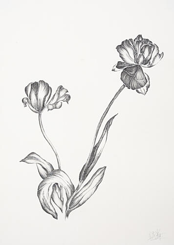 Graceful Botanical Tulips Art Print