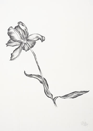 Elegant Floral Drawing Art Print