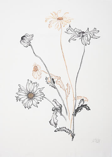 Elegant Fading Daisies Art Print