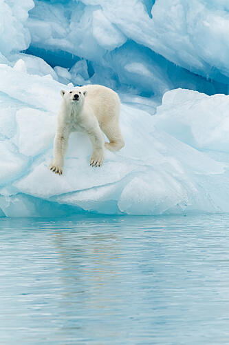 Majestic Arctic Bear Art Print