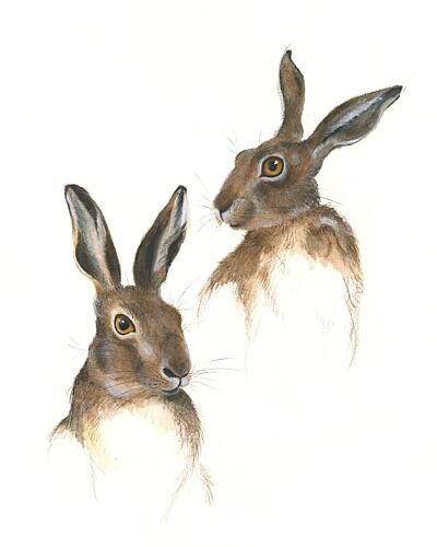 Two Hares Study Art Print