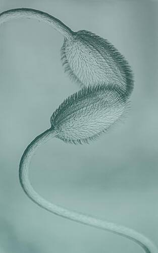 Delicate Poppy Buds Pop art reproduction