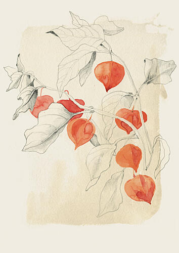 Chinese Lantern Sketch Art Print